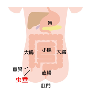 虫垂の図