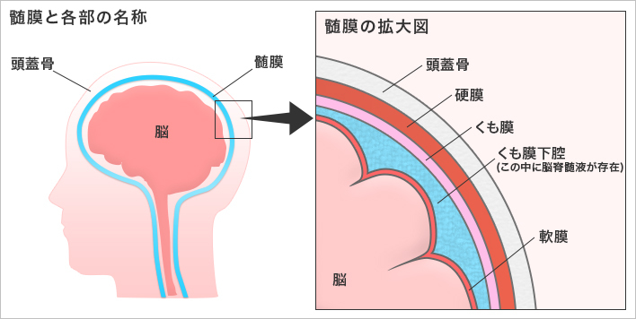 髄膜の名称